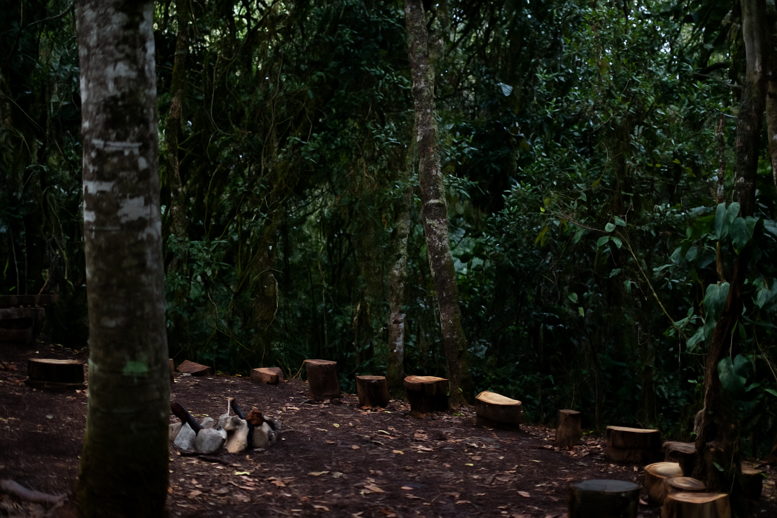 El bosque de los árboles abuelos